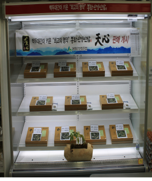봉화산양삼 ‘천심’ 지역 명품화 시동