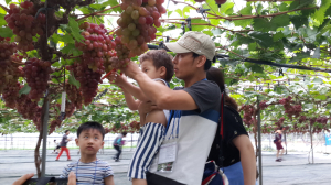 “김천포도, 입맛 잡고 눈길도 잡고”