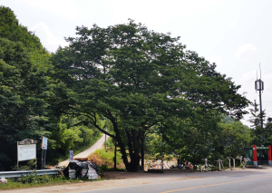 안동, 14개 수종의 노거수 213본 보호수로 지정ㆍ관리