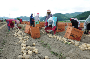 ‘강원도산  감자’ 공급 신청 받습니다