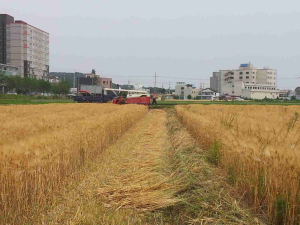 울진군, 보리ㆍ밀 보급종 4품종 2천800kg 공급