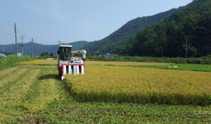 ‘고령 첫 벼 수확의 기쁨’