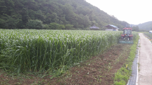 합성농약 저리가!…‘유기농 마늘’ 뜬다