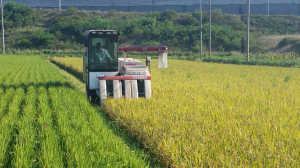 ‘고품격, 고품질’ 경주 쌀