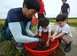 (포토) ‘말캉말캉’ 미꾸라지를 잡아라