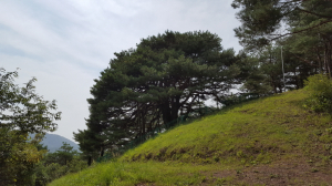 영양군-경북도 산림환경硏 만지송 후계목 양성 ‘MOU’