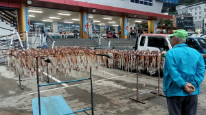 고갈됐던 ‘울릉 오징어’ 어획량 다시 ↑