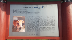 상주, 은혜 보답한 ‘의로운 소’ 기린다
