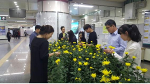 대구도시철도, 반월당역 등서 국화꽃 800여 점 전시