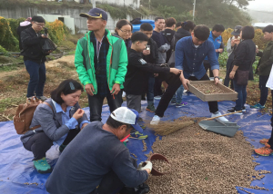 안동농기센터, 안동마 영여자 수확 체험