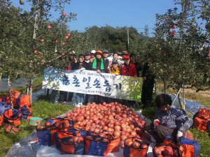 포항 북구청, 기계면 지가1리서 사과 수확 농촌일손돕기