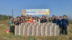 김천 감문면, 귀농인 멘토링제와 고구마 수확