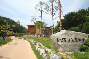 최대 군락지서 ‘금강송’ 제대로 알아볼까