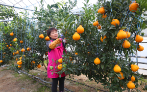 (포토) 이제 포항서도 한라봉을!