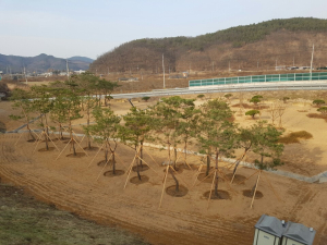안동, 주요도로변 가로화단 아름다운 ‘도시 숲’ 조성