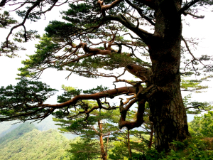 울진문화원, 울진문화휘보 7호 발간