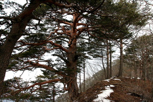 <신년특집> 살어리 살어리랏다 울진 금강송과 살어리랏다