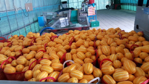 “아삭아삭 맛 좋은 다산 참외 왔어요”  