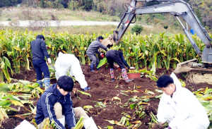 울릉 新먹거리 ‘울금’ 주목