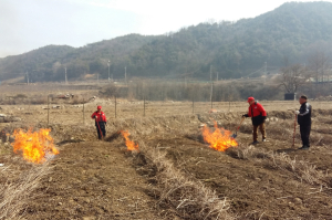 영주 풍기읍, 산불 가연물질 제거 ‘박차’
