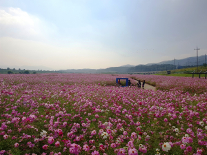 경산 금호강변, 가을과 함께 온 코스모스 물결 