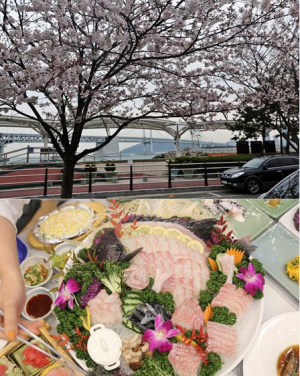만개한 부산 벚꽃과 함께 싱싱한 돌돔회+랍스타+대게까지, 부산 광안리 횟집 ‘산해횟집’