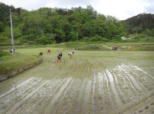 풍년 농사 시작… 울진군 올해 첫 모내기