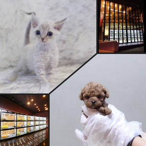 부산고양이, 강아지분양 전문 미유펫, 건강한 반려문화 정착을 위한 할인이벤트 선보여