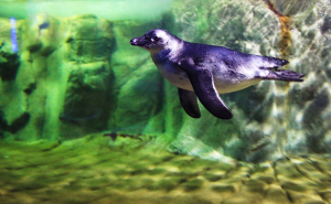 SEA LIFE 부산아쿠아리움 새친구, 아기 펭귄 보러가요!
