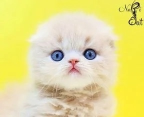 프리미엄 고양이 분양샵 나비캣, 분양 이전 수의사가 직접 내방해 건강검진을 비롯 필수 접종까지 진행해