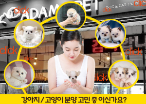 강아지분양(아담스펫) 및 고양이분양(아담스캣), 24시간 운영으로 늘어나는 분양수요에 대응해