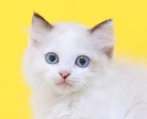 프리미엄 고양이 분양샵 ‘나비캣’, 전문 브리더가 직접 키운 고양이 분양…전문 분양샵으로 ‘호평’