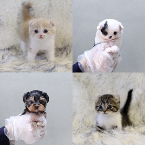 강아지분양&고양이분양 애견샵 미유펫, “최대 85% 할인&무료분양 등의 다양한 이벤트 준비”