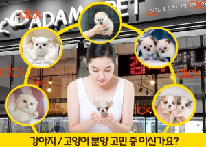 강아지분양(아담스펫) 및 고양이분양(아담스캣) 높은 퀄리티의 반려동물들을 전국 매장에서 만나볼 수 있어