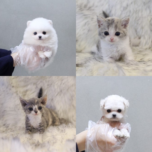 강아지분양&고양이분양 전문애견샵 미유펫 최대 85%할인 된 분양가로 반려인들의 부담 줄여