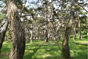청송군, 명품산림으로 관광 활성화 이끈다