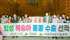 의성, 고품질 생산 복숭아 올해 첫 홍콩 수출길 올라