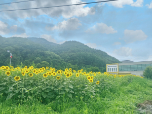 영양고추산업 특구 내 해바라기 밭 조성