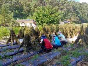 “봉화서 살아보기 2기 참가자 뽑아요”