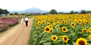 경주 화훼산업 견인하는 ‘서라벌 황금정원’