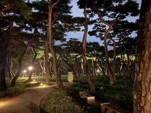밤에도 걷고싶은 경주 황성공원, 빛으로 물드는  쾌적한 힐링명소