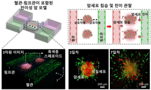 POSTECH-부산대 공동연구팀, 3D 바이오프린팅 기술 이용해 혈관ㆍ림프관 포함된 인공 암 모델 개발