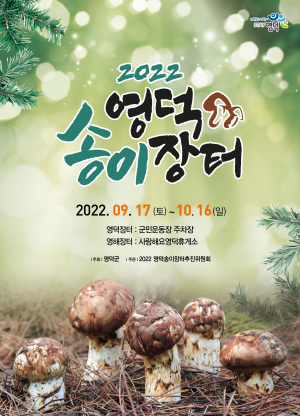 전국 최대 송이 생산 영덕, 3년만에 송이장터 열린다