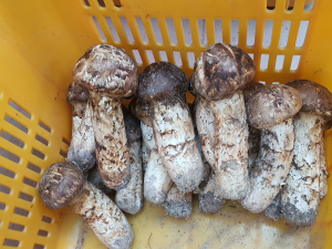 가을 산의 보물 ‘명품 안동송이’ 본격 출하
