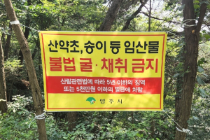 영주, 임산물 불법 채취 단속반 운영