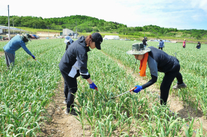 군위군, ‘농업이 미래다’...가을철 일손돕기’추진