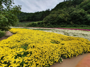가을 국화 가득 ‘안동 예안 도촌마을’