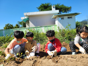 원황초등학교 병설유치원, 텃밭에 고구마가 주렁주렁