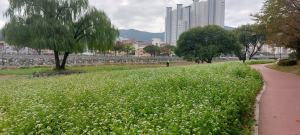 경산시, 남천 둔치 꽃화단 정비