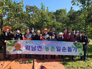 상주시 외남면, 가을철 감 수확 농촌 일손돕기